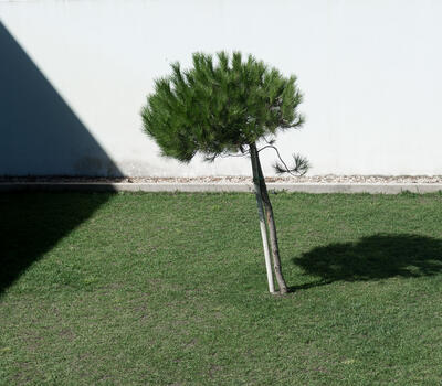 arbre ombre